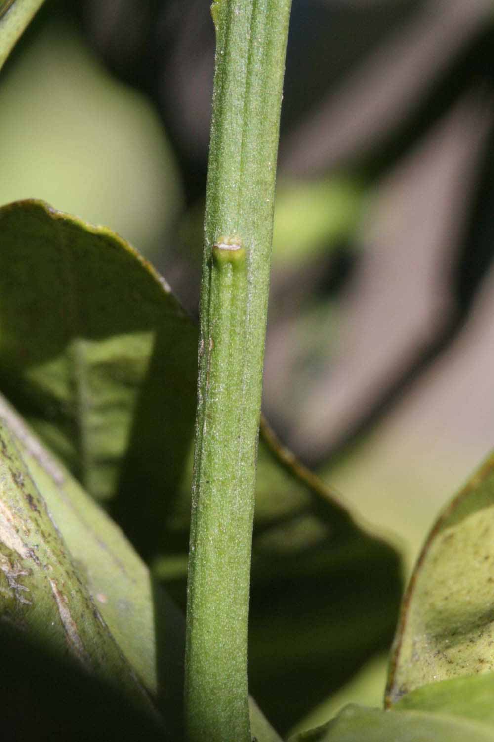              First year twig (Sanguina Doblefina, Riverside, CA)       